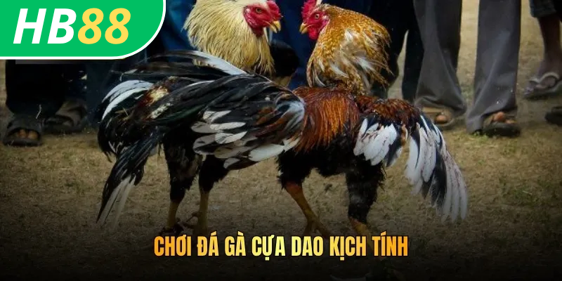 Cách Chơi Đá Gà HB88: Trải Nghiệm Nhiều Trận Chiến Khốc Liệt 4 Chơi đá gà cựa dao kịch tính